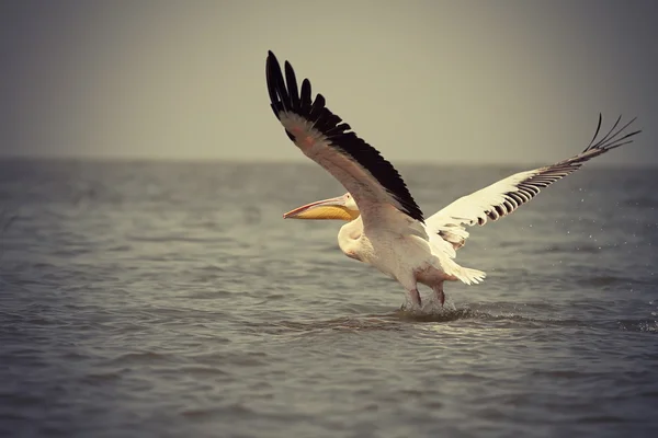 Vintage picture of great pelican — Stock Photo, Image