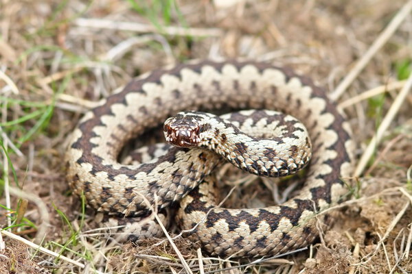 Vipera berus in natural habitat
