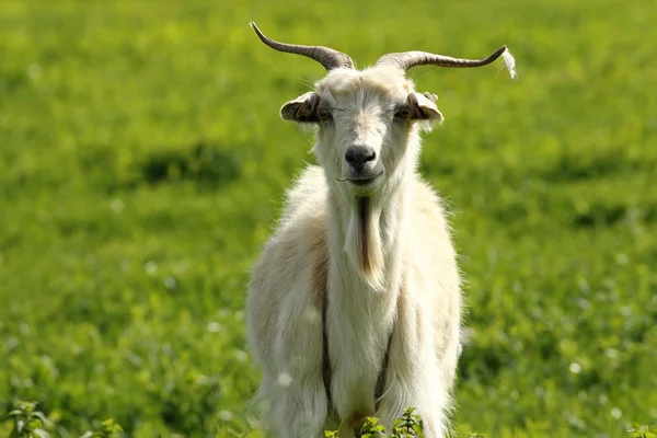 Witte mannelijke geit — Stockfoto