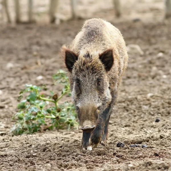 Wild boar coming towards the camera — Stock Photo, Image