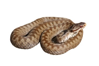 kadın berus viper üzerinde beyaz