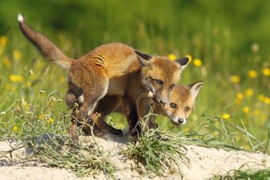 et yemek fox yavrularını