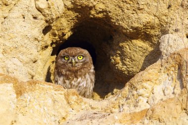 Kukumav yuva üzerinde