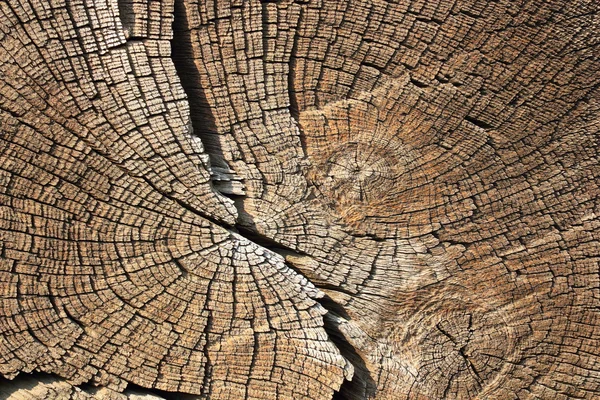 Cross section on wood — Stock Photo, Image