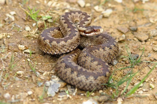 European common adder on the ground — Stock Photo, Image