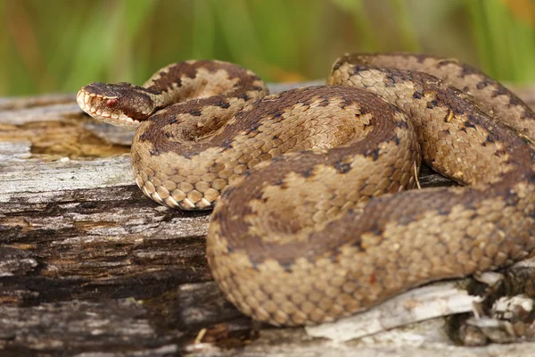 Női keresztezett adder-csonkot — Stock Fotó