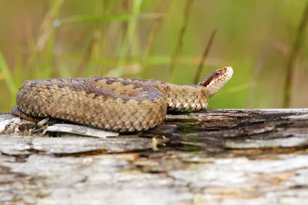 Female european viper — Stock Photo, Image