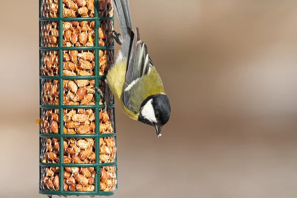 Great tit feeding on bird feeder — Stock Photo, Image