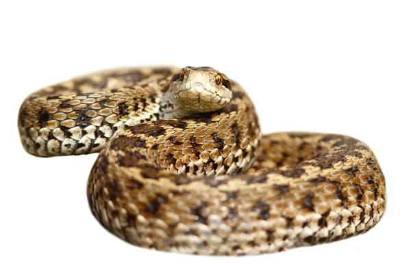 Isolated meadow viper ready to strike — Stock Photo, Image