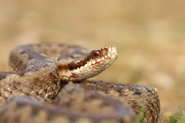 Porträtt av gemensamma korsade viper — Stockfoto