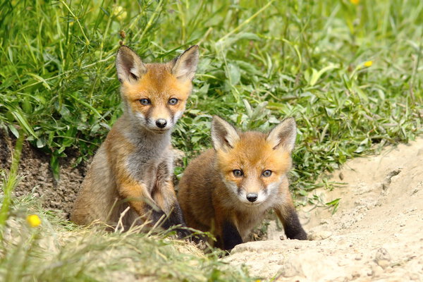 two fox cubs at the entrance of the den