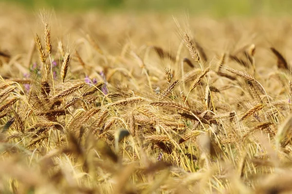 Detalhe do campo de trigo dourado — Fotografia de Stock