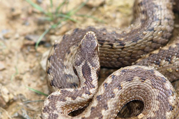 Részlet a Vipera berus vezetője Stock Kép