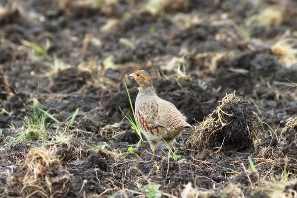 Grey partridge on plowed land — Stock Photo, Image