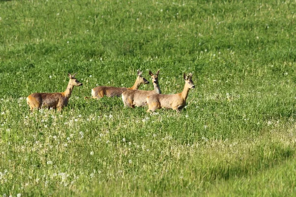 Beslag van roe herten op weide — Stockfoto