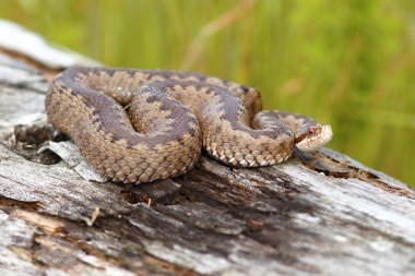 kadın ortak Avrupa adder güdük üzerinde