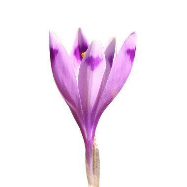 izole bahar crocus
