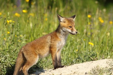 Kızıl Tilki bebek den yakınındaki