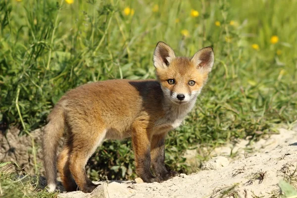 看着摄像机的可爱狐狸幼崽 — 图库照片