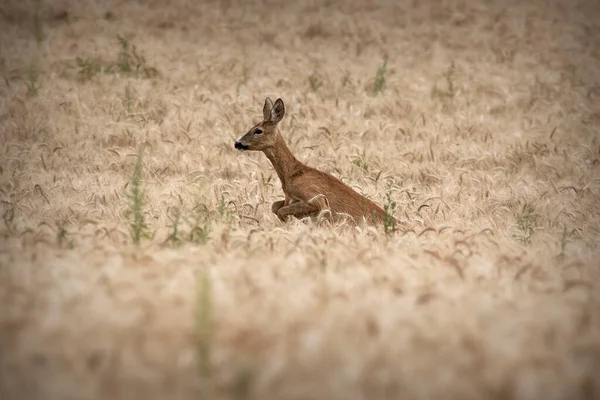 Roe Deer Doe Jumping Wheat Field Capreolus Capreolus — Stock Photo, Image