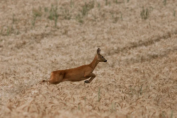 在麦田里奔跑的雌鹿 Capreolus Caprreolus — 图库照片