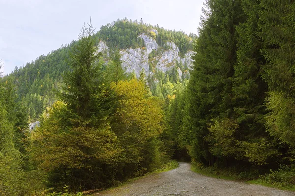 Droga Górska Parku Naturalnym Apuseni Zdjęcie Zrobione Jesienią — Zdjęcie stockowe