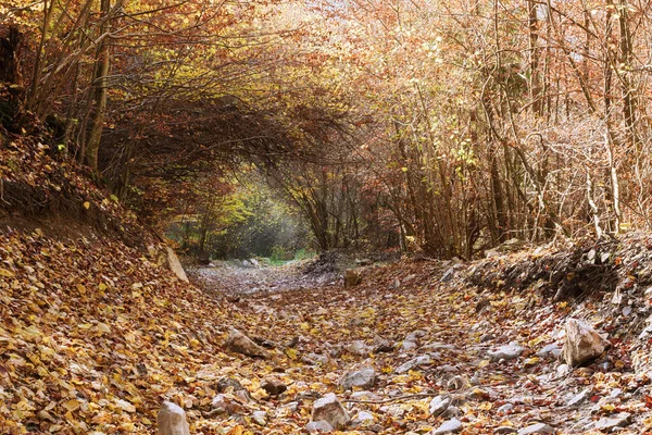 Σήραγγα Βλάστησης Ορεινό Δρόμο Εθνικό Πάρκο Απουσένι Ρουμανία — Φωτογραφία Αρχείου