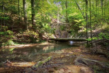 Romanya 'nın Cheile Nerei Beusnita Ulusal Parkı' ndaki dağ deresi
