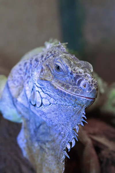 Retrato Iguana Verde Iguana Iguana Gran Reptil —  Fotos de Stock