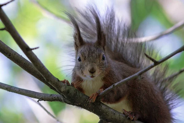 Neugieriges Rotes Eichhörnchen Blickt Die Kamera Sciurus Vurgaris — Stockfoto