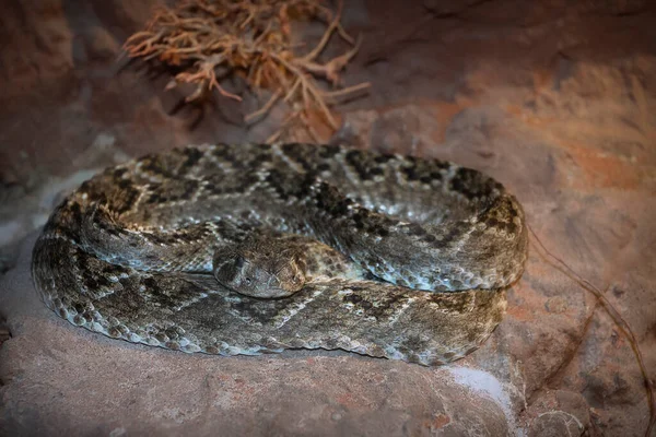 Large Diamond Rattlesnake Close Crotalus Atrox — Stock Photo, Image