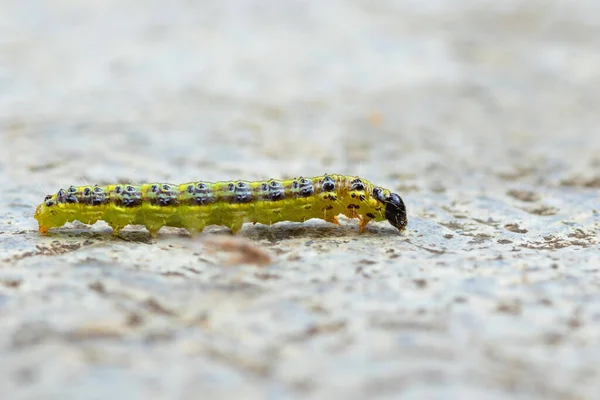 Cydalima Perspectalis Caterpillar Falena Degli Alberi Scatola Parassita Diffuso Europa — Foto Stock
