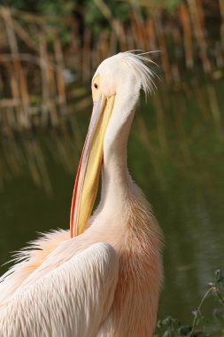 pelecanus onocrotalus