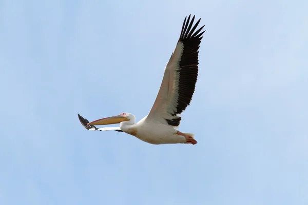 Летающий большой пеликан — стоковое фото