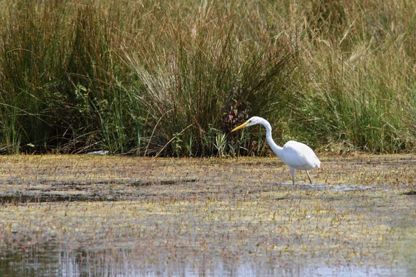 Grande egret caça no pântano — Fotografia de Stock