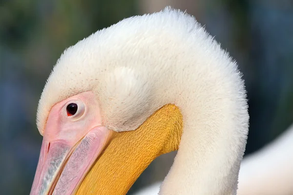 Большая деталь головы пеликана — стоковое фото