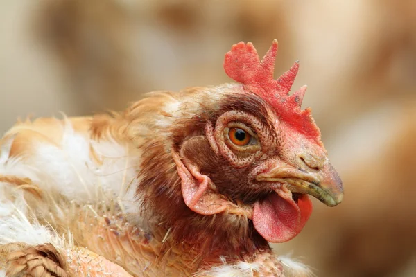 Retrato de una gallina en la granja —  Fotos de Stock