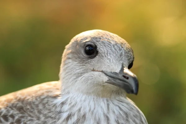 Retrato de gaivota de arenque ao pôr do sol — Fotografia de Stock