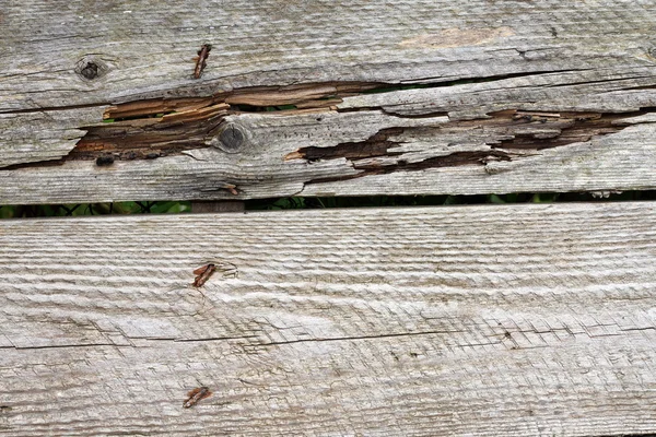 Wyblakły detal drewno deski — Zdjęcie stockowe