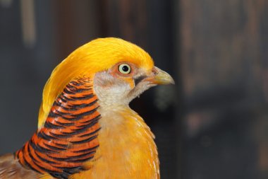 bir erkek golden pheasant closeup