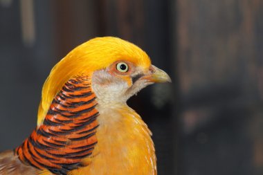 closeup of a male golden pheasant clipart