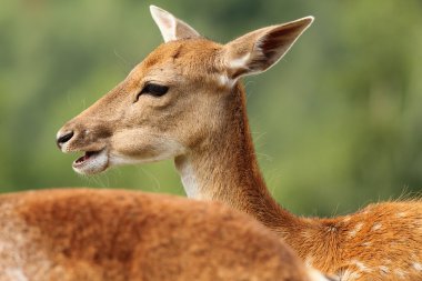 alageyik doe profili