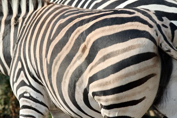 Abstract view of a zebra — Stock Photo, Image