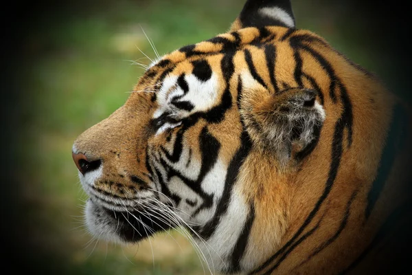 Mooie tijger hoofd — Stockfoto