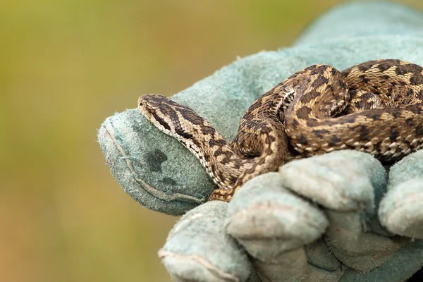 Beautiful meadow viper on glove — Stock Photo, Image