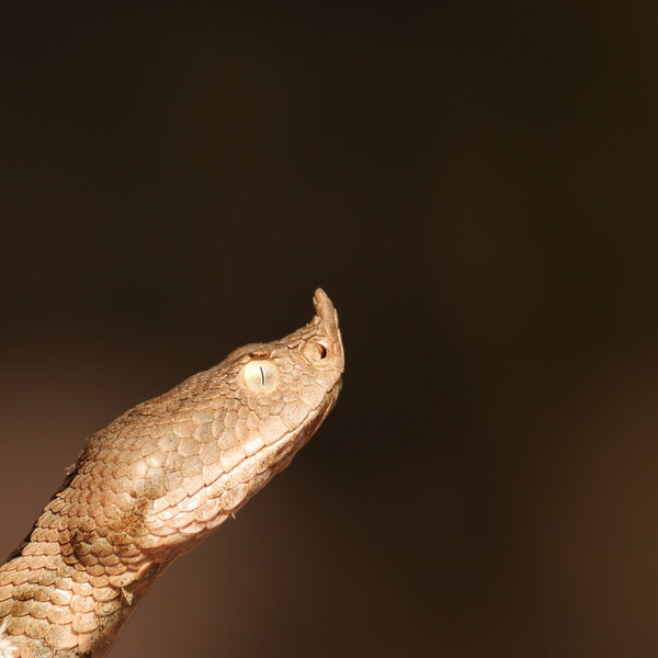 close up on vipera ammodytes head