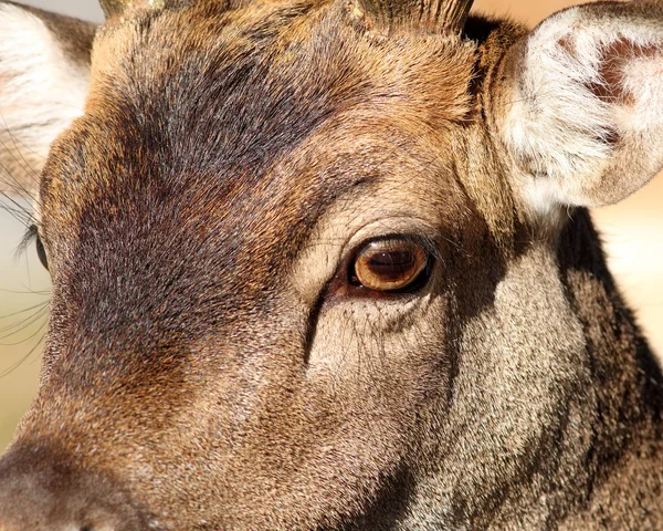 Closeup of fallow deer face — Stock Photo, Image