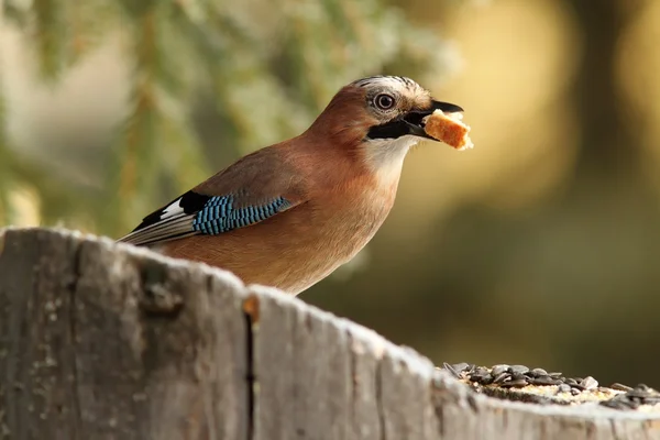 Common jay eating a piece of bread — Stock Photo, Image