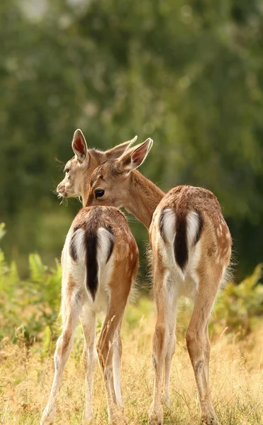 Deer brothers — Stock Photo, Image