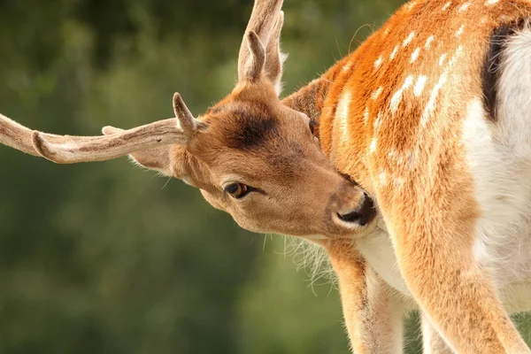 Hirsch auf Zeckensuche — Stockfoto